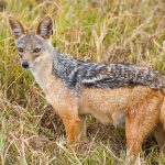 un coyotte